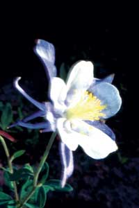 Photo of columbine (flower)